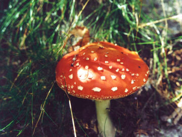 example-image