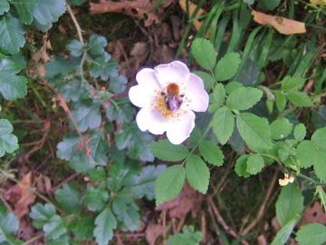 example-image